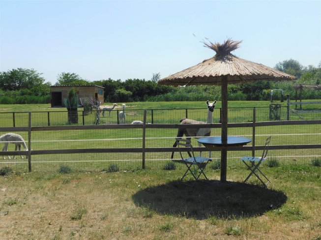 Hébergement AbracadaRoom : Roulotte Pura Vida - Image 8