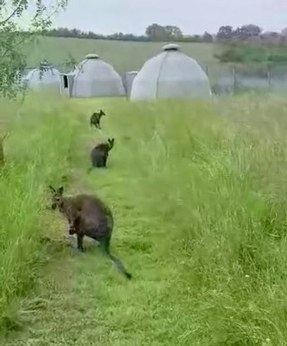 Hébergement AbracadaRoom : Hutte avec des wallabies - Image 5