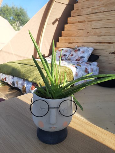 Hébergement AbracadaRoom : Bulle Gaïa - Image 2