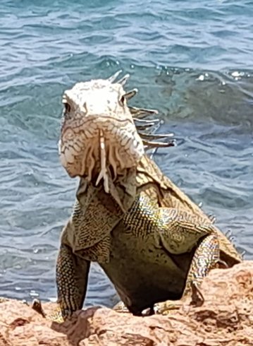 Hébergement AbracadaRoom : Ti Kaz Anoli - Image 13