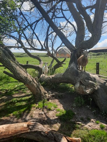 Domaine AbracadaRoom : Les Cabanes de la Loge - Image 2