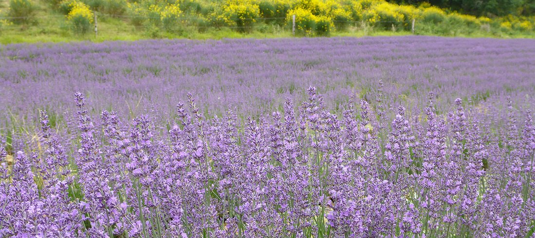 Domaine AbracadaRoom : Hitton Séjours Nature - Image 9