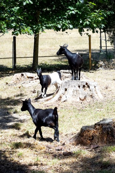 Domaine AbracadaRoom : Airial des Monges - Image 18