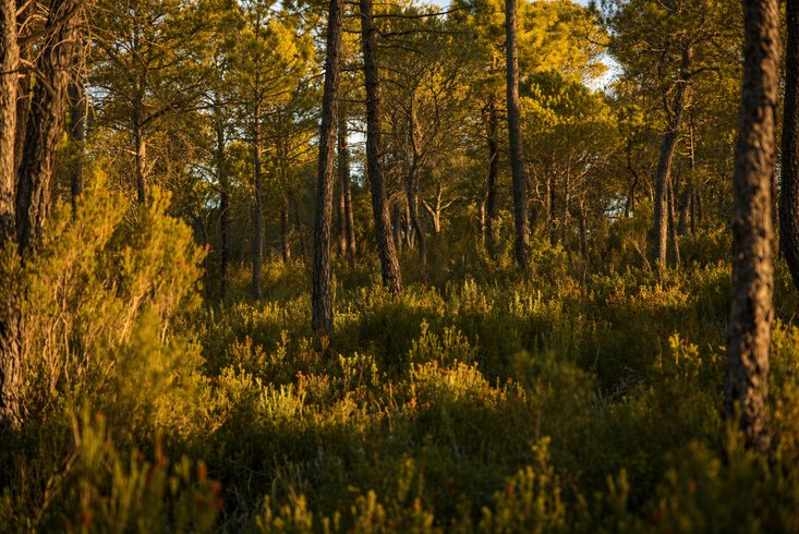 Hébergement AbracadaRoom : Homnest -Mélodie Provençale en Sainte-Baume - Image 9