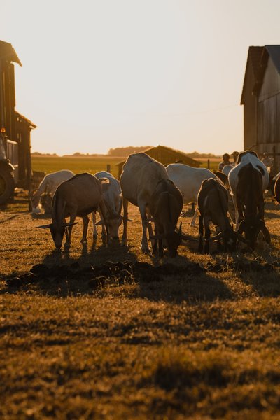 Domaine AbracadaRoom : Parcel Tiny House - en Touraine proche du Zoo de Beauval - Image 10