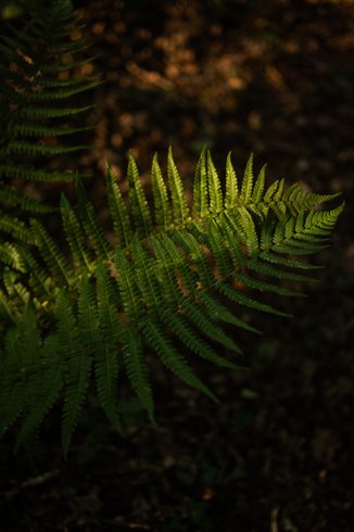 Hébergement AbracadaRoom : Le Nid d'Andrésis - Image 19