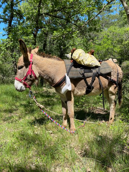 Hébergement AbracadaRoom : Yourte à la ferme des bréguières - Image 17