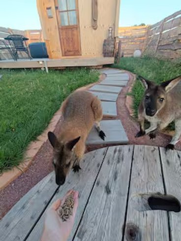 Hébergement AbracadaRoom : Expérience unique et insolite : Far West & Wallaby - Image 25