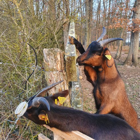 Hébergement AbracadaRoom : Tiny House La Chèvrerie proche de Montargis - 1h de Paris ! - Image 19