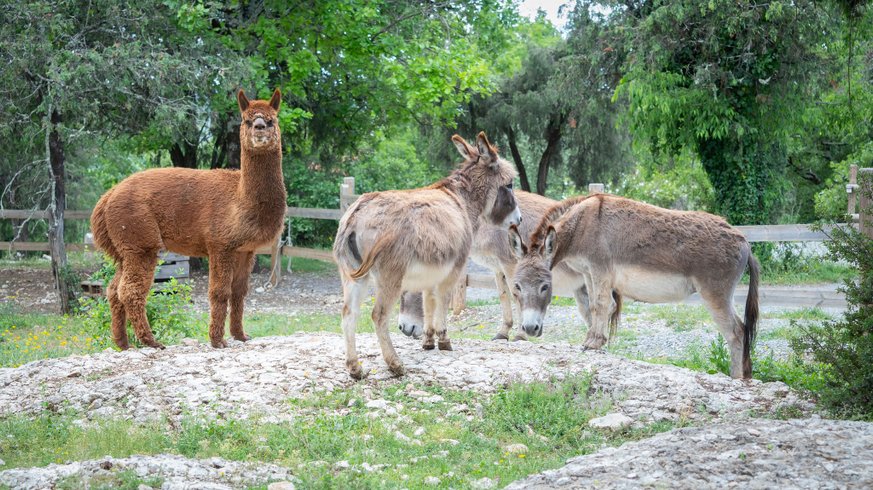 Hébergement AbracadaRoom : Roulotte Gîte Deluxe & Spa en option - Image 8