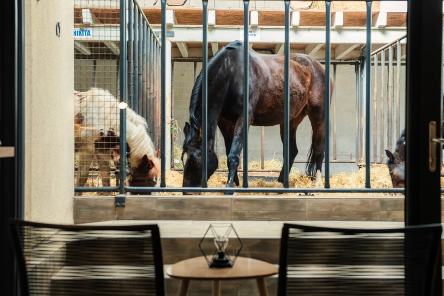 Hébergement AbracadaRoom : Lodge 2 - 4 pers. terrasse avec  des chevaux à votre chevet - Image 7