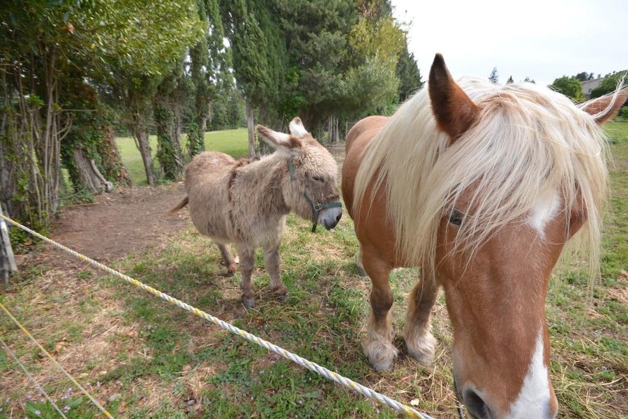 Domaine AbracadaRoom : Le Mas du Soleil - Image 2