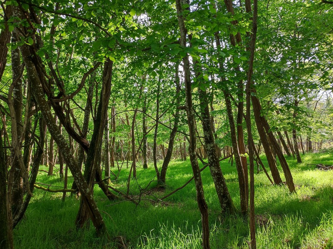 La Démaillère, Bain nordique & immersion à Lailly En Val (13)