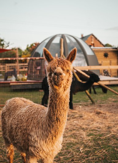 Les alpagas du clos à La Cerlangue