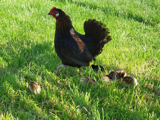 Domaine AbracadaRoom : Caraferme et compagnie - Image 16