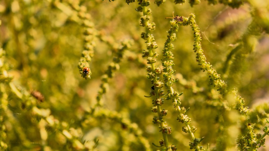 Domaine AbracadaRoom : Homnest (Céret) - Image 43