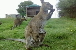 Wallaby de Benett'on