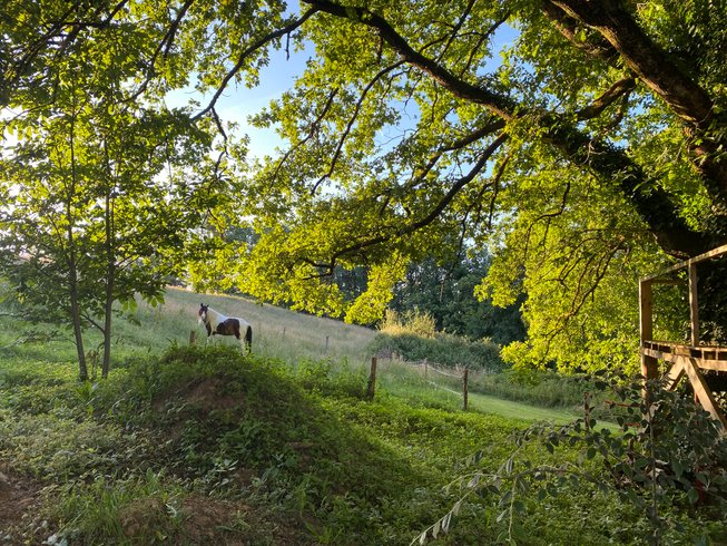 Domaine AbracadaRoom : Cabane dans le chêne tricentenaire - Image 13