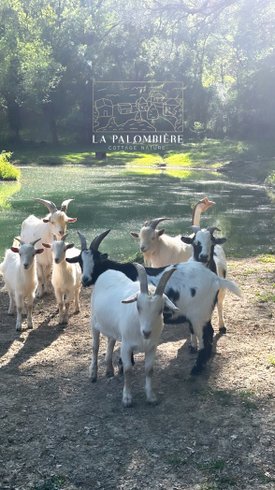 Domaine AbracadaRoom : Domaine de la Palombière - Image 7