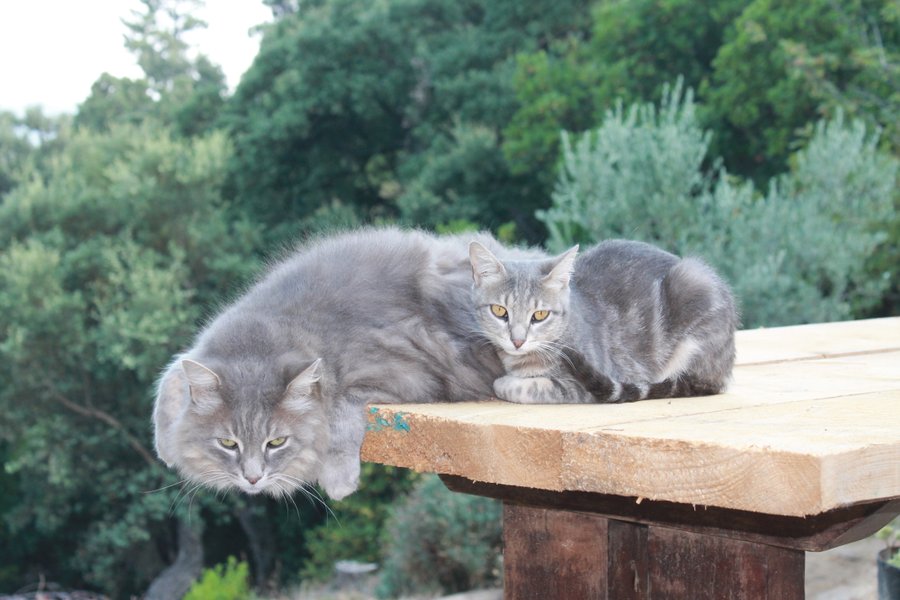 Domaine AbracadaRoom : La ferme Blandine agriculture biologique - Image 10