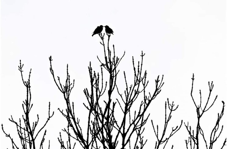 Hébergement AbracadaRoom : La Cabane des Tourtereaux - Image 11