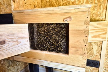 La Ruche - Atelier d'apiculture à Orange (3)