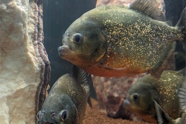 Nuit insolite avec Spa, sauna et jardin privatifs immersion en AMAZONIE à Le Passage D'agen (4)