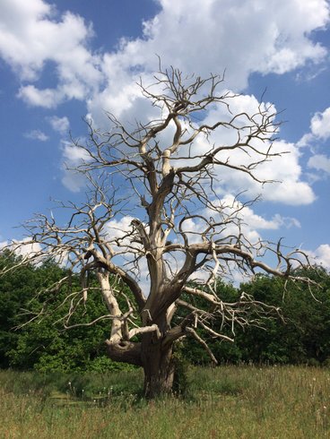 Domaine AbracadaRoom : Nuit Sauvage - Image 8