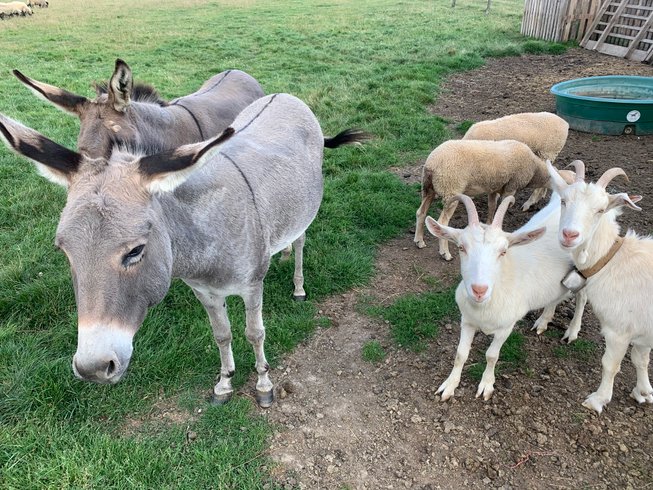 Domaine AbracadaRoom : Caraferme et compagnie - Image 2