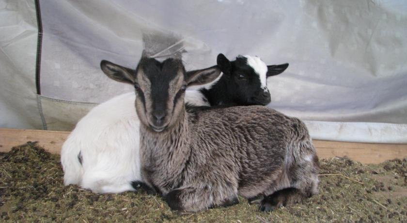 Domaine AbracadaRoom : Camping Mille Etoiles - Image 3