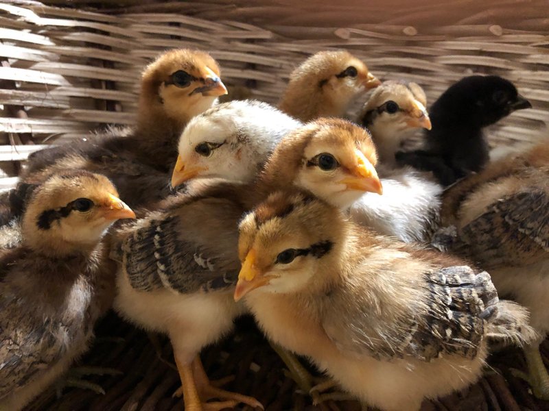 Hébergement AbracadaRoom : Dôme au milieu des Alpagas - Image 41