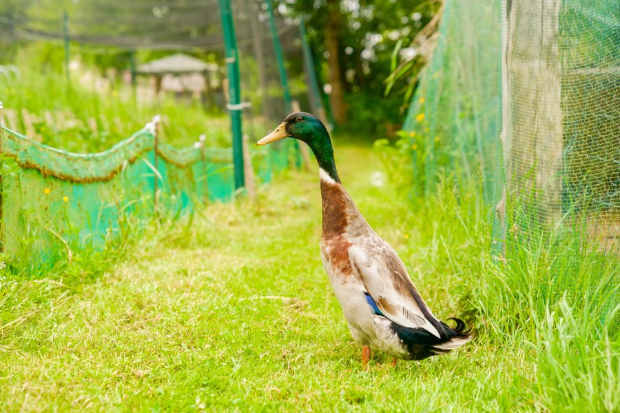 Domaine AbracadaRoom : Homnest (Uzemain) - Image 18