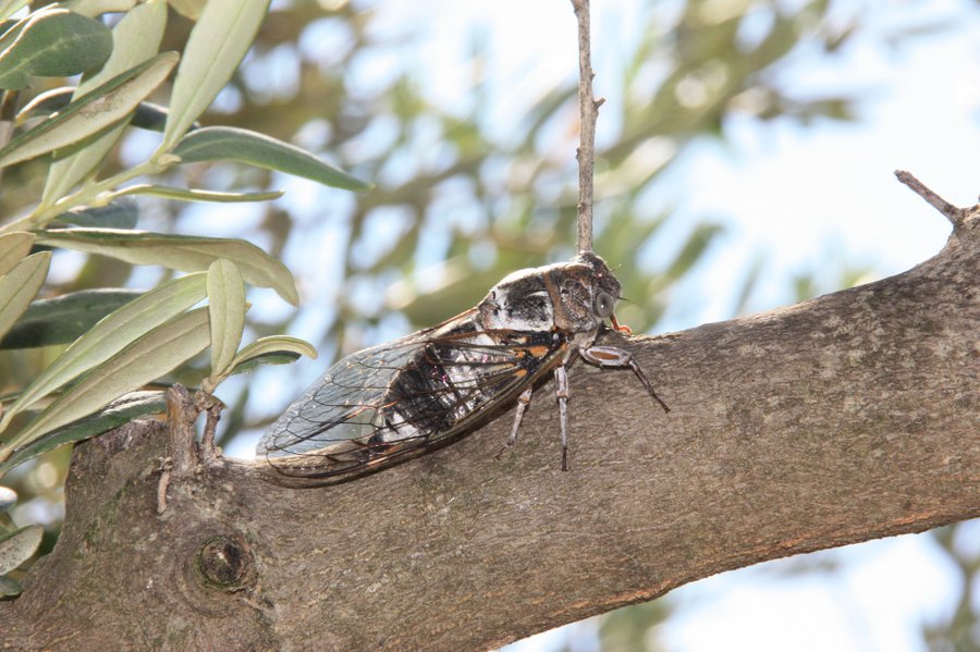 Domaine AbracadaRoom : Cabane du Ventoux - Image 8