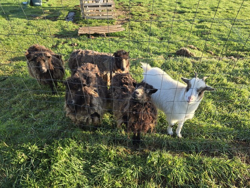 Domaine AbracadaRoom : Les Yourtes de Tréou - Image 3