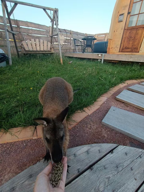 Expérience unique et insolite : Far West & Wallaby à Laperrière Sur Saone (24)