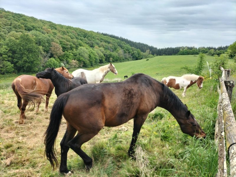 Hébergement AbracadaRoom : La Roulotte de Jane - Image 18