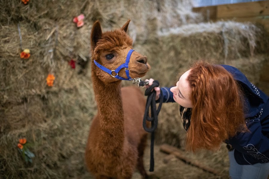 Domaine AbracadaRoom : Domaine Roccas - Image 6