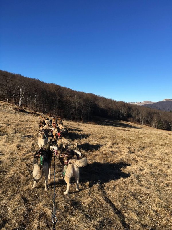 Kota 2 Ivalo - Séjour inoubliable auprès de huskies à Vassieux-En-Vercors (15)