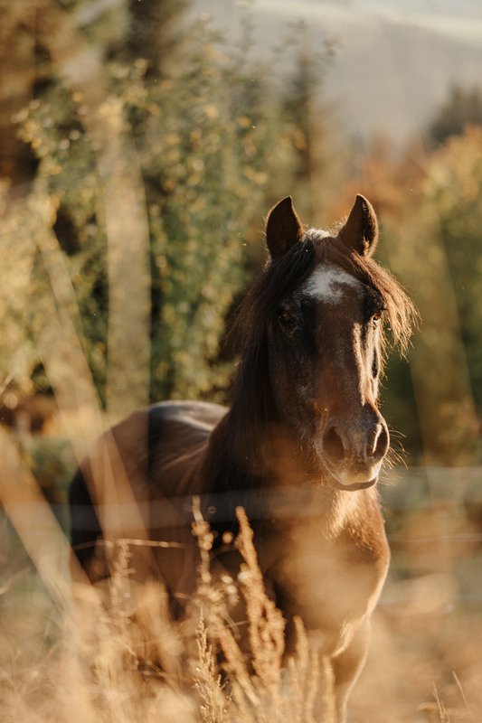 Homnest - L'Instant Sauvage - Vue Cimes & Forêt à Riotord (44)