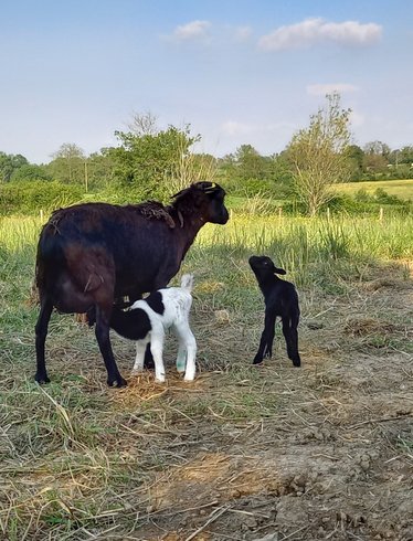 Hébergement AbracadaRoom : Ecolodge premium avec bain nordique privatif - Image 8