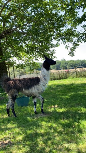 Domaine AbracadaRoom : La Noalha Insolit' - Image 11