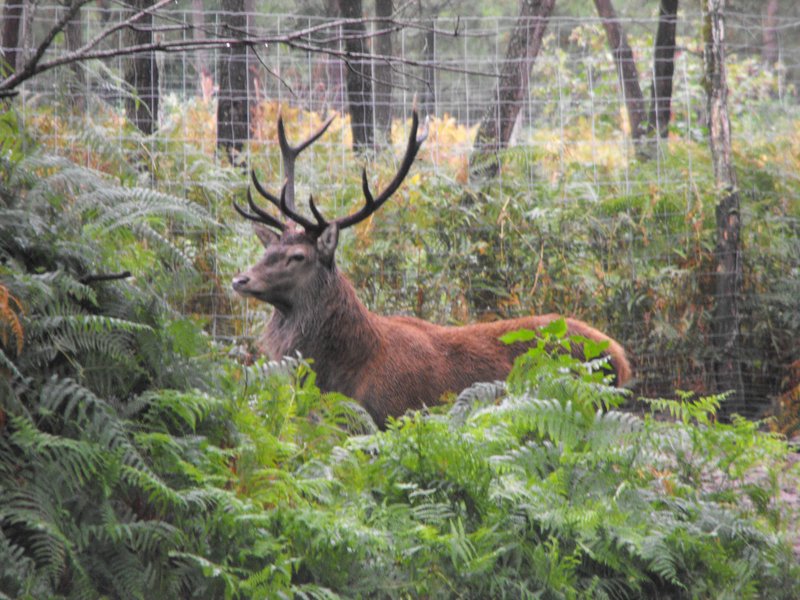 Domaine AbracadaRoom : La Ferme de l'Argenté - Image 4