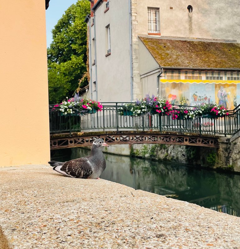 Lodge haut de gamme & bain nordique privatif au bord du Canal de Briare à 1h15 de Paris à Montcresson (32)