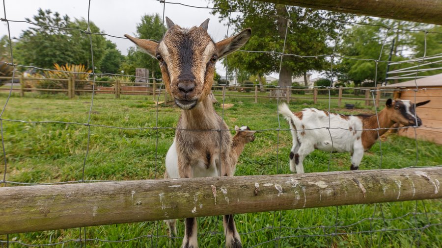 Domaine AbracadaRoom : Camping Seasonova Haliotis - Image 45