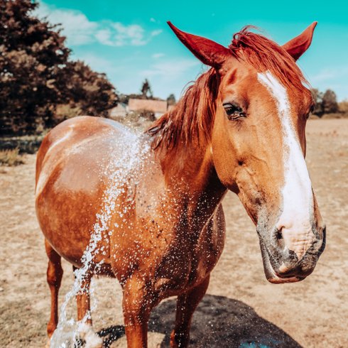Domaine AbracadaRoom : La Ferme Des Épis - Image 6