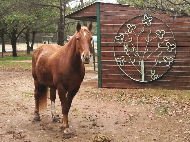 Domaine AbracadaRoom : Les Ecuries du Soleil - Image 15