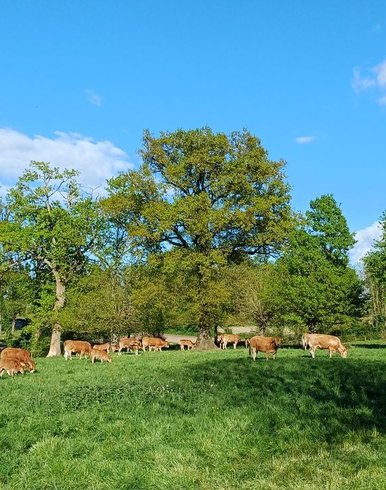 Domaine AbracadaRoom : La Tiny des Prés - Image 4