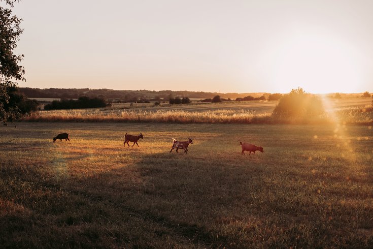 Hébergement AbracadaRoom : Dôme aux oiseaux - Image 8