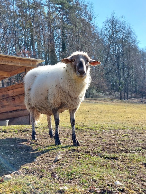 La Cabane Le Vieux Grimoire & Spa privatif à St Andre Et Appelles (14)