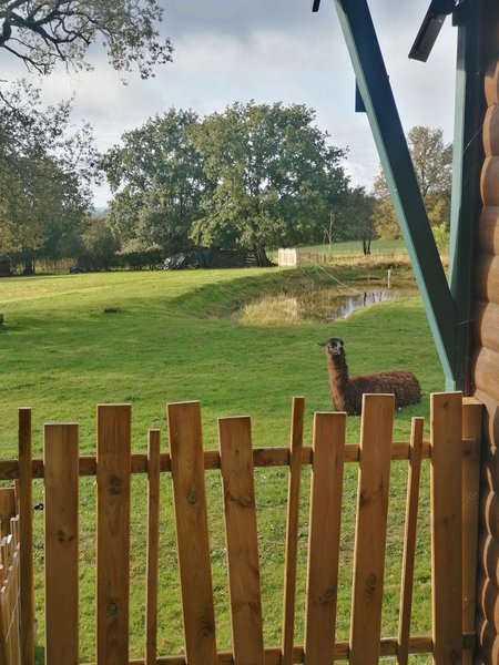Hébergement AbracadaRoom : La Roulotte Kanavu au milieu des animaux - Image 10